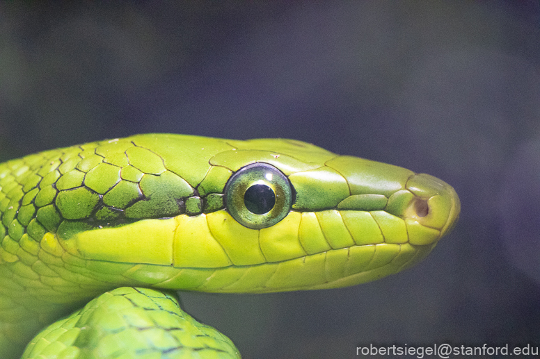 California Academy of Science 2021